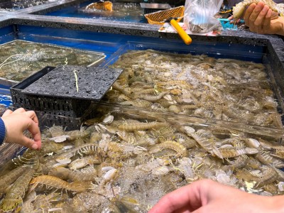 越南虾皮批发市场-越南虾皮批发市场价格