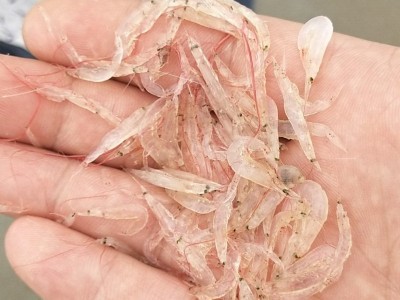 虾皮越南-虾皮越南打款币种