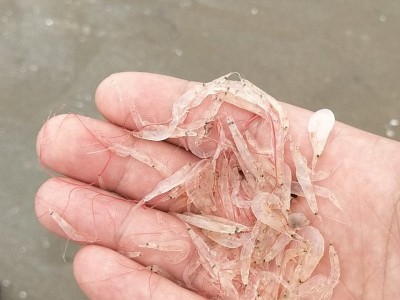越南虾皮测评-虾皮越南站上产品用什么语言
